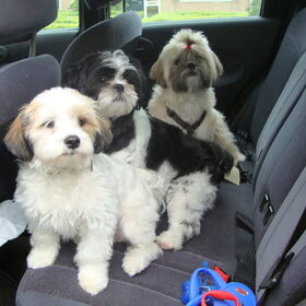 De drie musketiers in de auto...