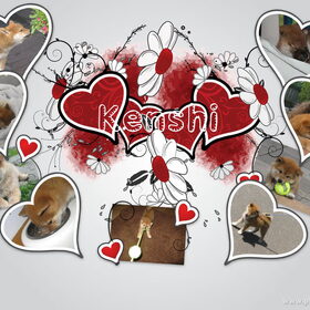 kenshi