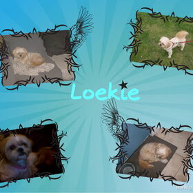 loekie