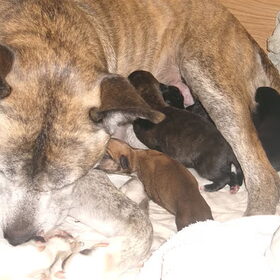Mamma Rufus en broertjes en zusjes