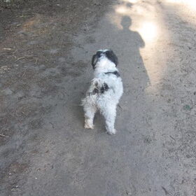 Hondenfoto van liesbeth,Turbo,Luna, Levi en Faith