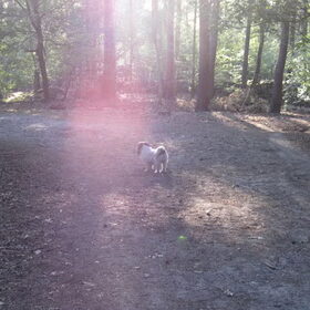 Hondenfoto van liesbeth,Turbo,Luna, Levi en Faith