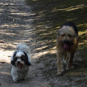 Hondenfoto van liesbeth,Turbo,Luna, Levi en Faith