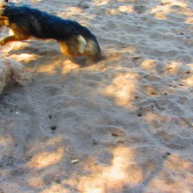 Hondenfoto van liesbeth,Turbo,Luna, Levi en Faith