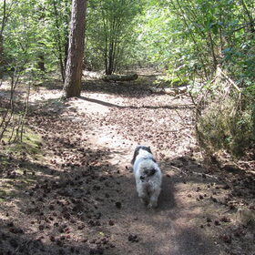 Hondenfoto van liesbeth,Turbo,Luna, Levi en Faith