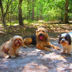 Hondenfoto van liesbeth,Turbo,Luna, Levi en Faith