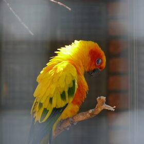 Hondenfoto van Eef en Tjibbe