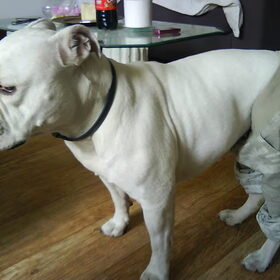 Hondenfoto van Melissa---Rocco&Lady