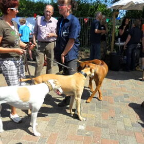 mooie greyhounds