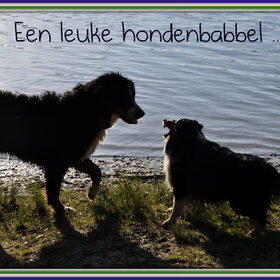 Shaya probeert me te overhalen om mee in het water te gaan ...