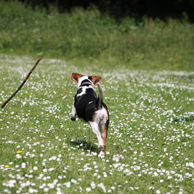 Hondenfoto van team Shadow