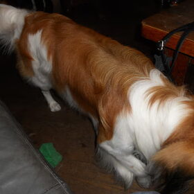 scotty net gewassen