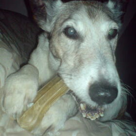 Dit is onze lieve Buster die we op 15 augustus 2007 in hebben…