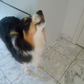 Grappa huilt als een wolfje