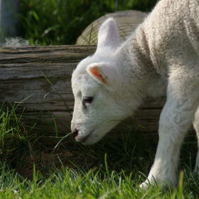 Onze andere dieren (1)