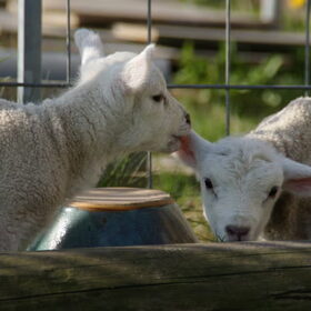 Onze andere dieren (2)