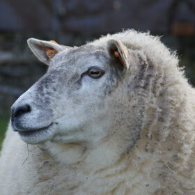 Onze andere dieren (5)