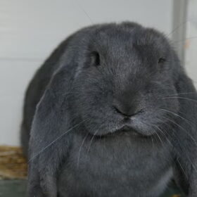 Onze andere dieren (10)