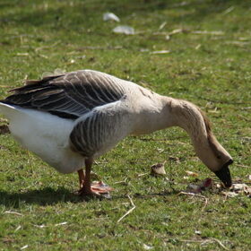 Onze andere dieren (14)