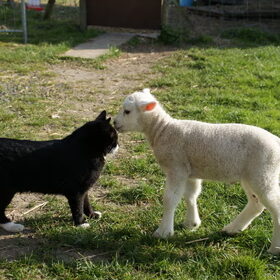 Onze andere dieren (16)