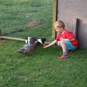 Onze andere dieren (17)