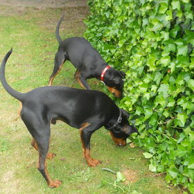 Hondenfoto van Marleen , Blacky & Justy