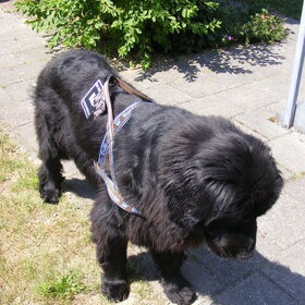 Nieuw Hurtta-tuig!