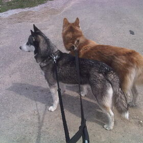 Hondenfoto van Shamilla & Zena