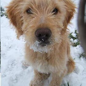 simba in de sneew