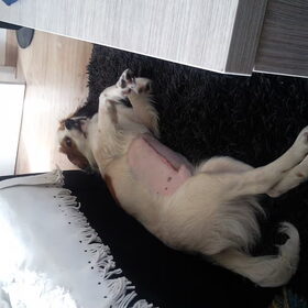 Geopereerd.. :-( zielig hondje, hij had naald en draad opgegeten.