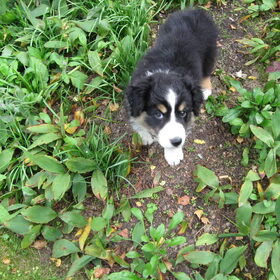 Een puppie foto van Grappa