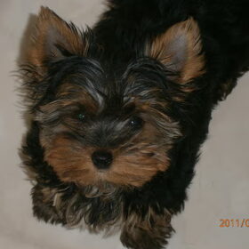 Knap koppie!