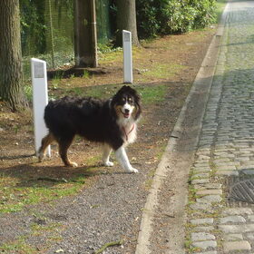 Wandelen