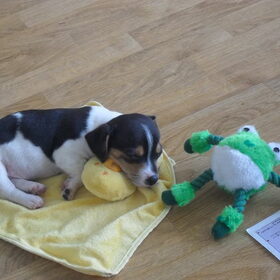 Nog echt een inimini Jack russell, 8 weken