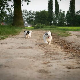 Hondenfoto van Melissa, Dempsey, Taiko, Minos & *Nina*