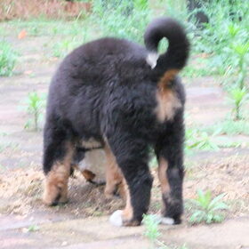 8 juni - ik heb echt een krulstaart