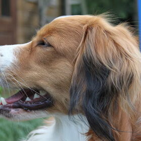 eerste foto's met mijn canon 500D