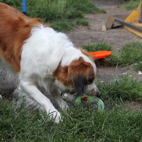 eerste foto's met mijn canon 500D