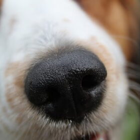 eerste foto's met mijn canon 500D