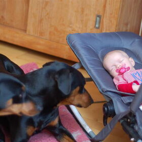 Hondenfoto van Veronique, Hugo, Jay-Dee & Mandy