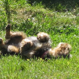 dit is mijn leven als god -sorry- hond in Frankrijk!!!!!