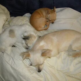 Dempsey, Roula & Romi