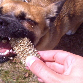 Wat voert Laila jou nou!?