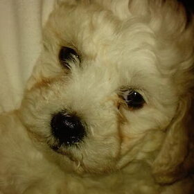 Baby Nousya (7weken)