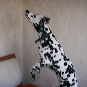 Roos is een Dalmatiër apart. Ze is heel eigenwijs, en ook heel…