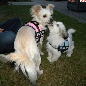 Hondenfoto van Melissa, Dempsey, Taiko, Minos & *Nina*