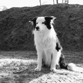 Bodhi op een heuveltje...