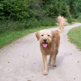Blije Matchy tijdens een wandeling...