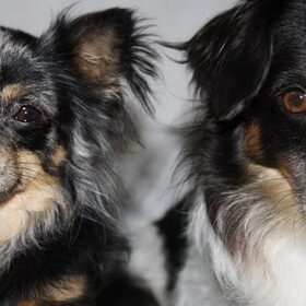 2 prinsjes