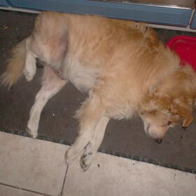 Mickey 8°) (19)